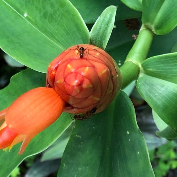 Tracee - Picture 8 of 12